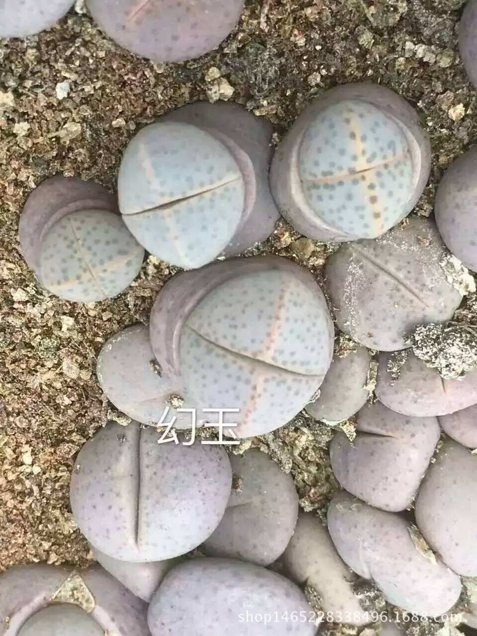 开云电竞官方网站