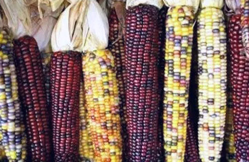 开云电竞官方网站